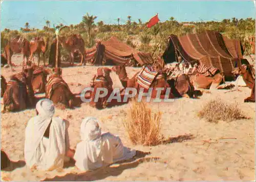 Moderne Karte Nefta (Tunisie) Nomades Chameaux