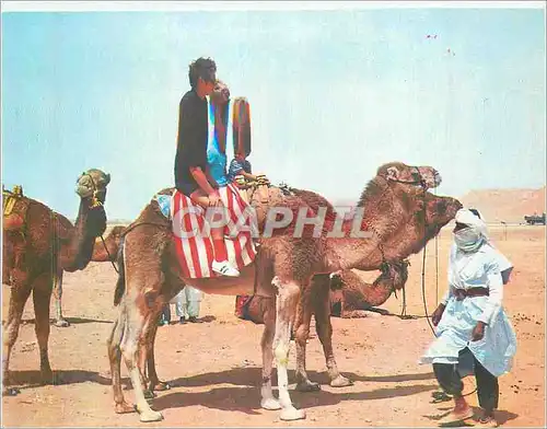 Cartes postales moderne Algerie le Sud Fascinant Chameaux