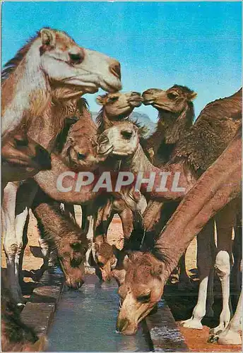 Cartes postales moderne Bons Baisers de Tunisie Chameaux
