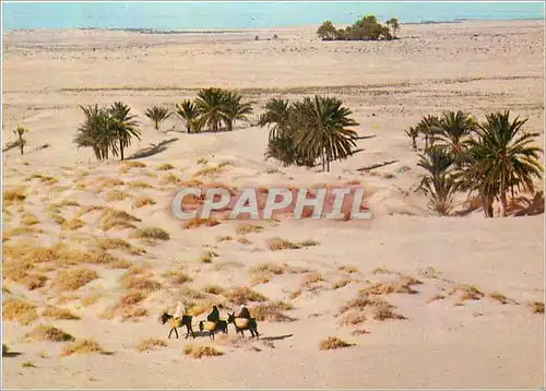 Cartes postales moderne Tunisie Le Grand Sud Ane Donkey