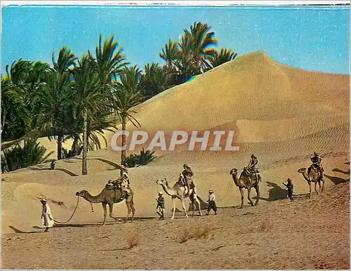 Cartes postales moderne Tunisie Caravane du Sahara