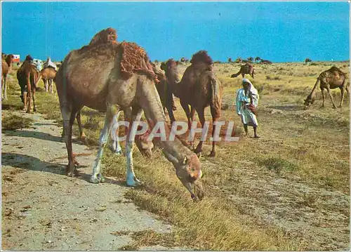 Cartes postales moderne Tunisie Troupeaux de Chameau dans le Desert