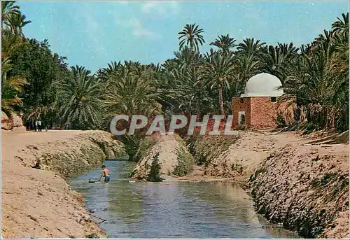Cartes postales moderne Tozeur Riviere et Marabout dans l'Oasis