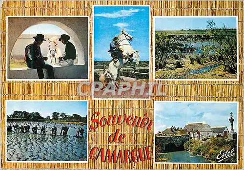 Cartes postales moderne En Camargue