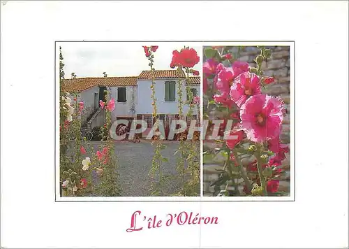 Cartes postales moderne Ile d'Oleron Ruelle Fleurie Image de la Charente Maritime