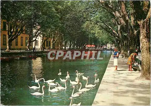 Cartes postales moderne Annecy (Hte Savoie) le Canal et ses Cygnes