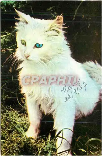 Cartes postales moderne Chat