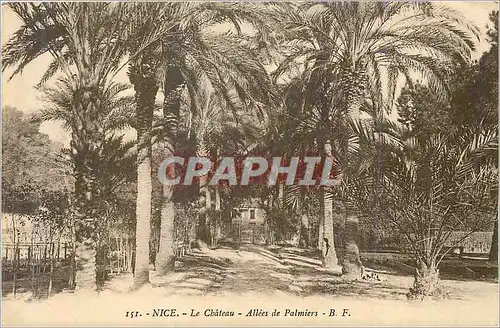 Cartes postales Nice le Chateau Allees de Palmiers