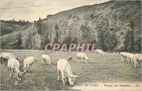 Cartes postales Environs de Vichy Raysage aux Malavaux Vaches Boeufs