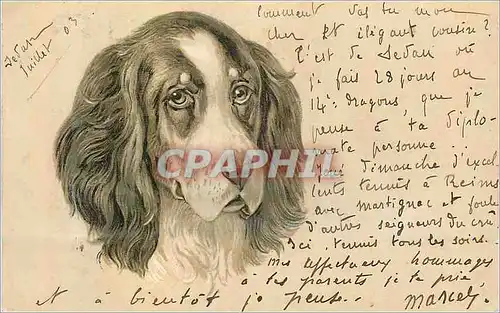 Cartes postales Chien