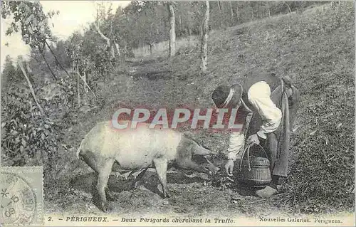 REPRO Perigueux les Truffes Cochon Porc