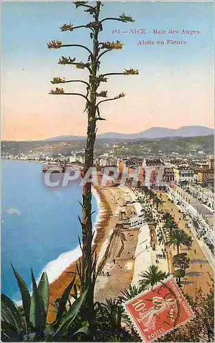 Cartes postales Nice Baie des Angers Aloes en Fleurs