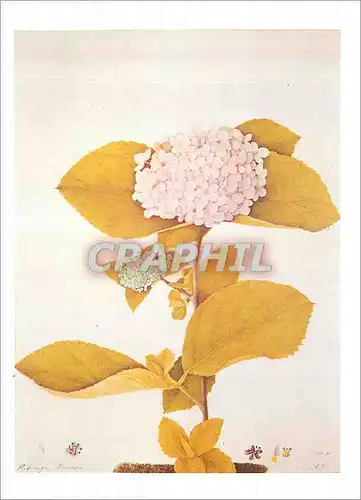 Cartes postales moderne Victoria and Albert Museum Hydrangea Drawing Probably for a Flower Book