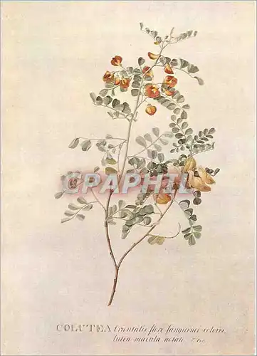 Cartes postales moderne Victoria and Albert Museum G D Ehret (1708 1770) Colutea