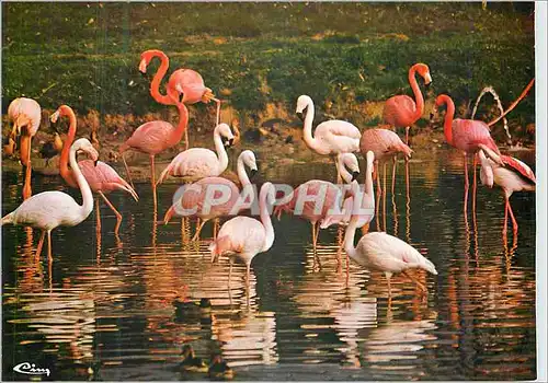 Ansichtskarte AK Parc Floral de la Source a Orleans (Loiret) Flamants Roses