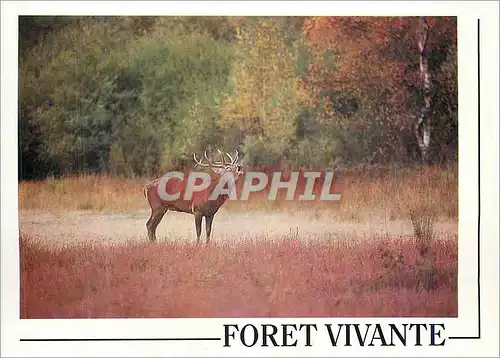 Cartes postales moderne Cerf Elaphe (Cervus Elaphus) Foret Vivante