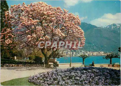 Cartes postales moderne Magnolia a Clarens au Loin Montreux