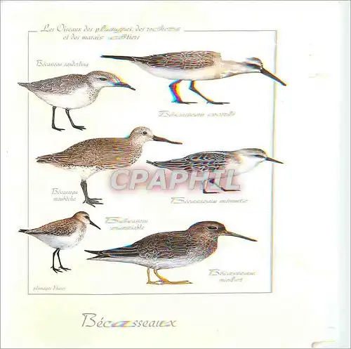 Moderne Karte Becasseaux Les Oiseaux des Plages et des Marais