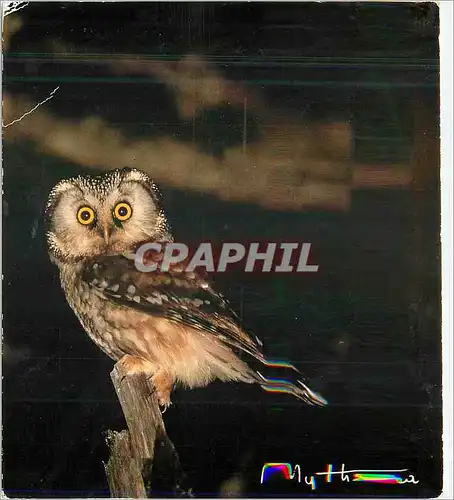 Cartes postales moderne Chouette de Tengmalm