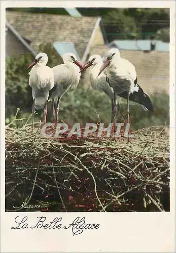 Cartes postales moderne la Belle Alsace Nid de Cigognes