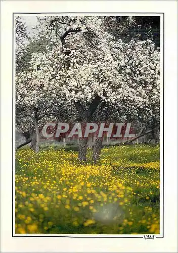 Cartes postales moderne Reflets de la Normandie