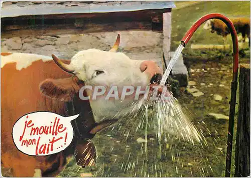 Ansichtskarte AK Je Mouille mon Lait Vache