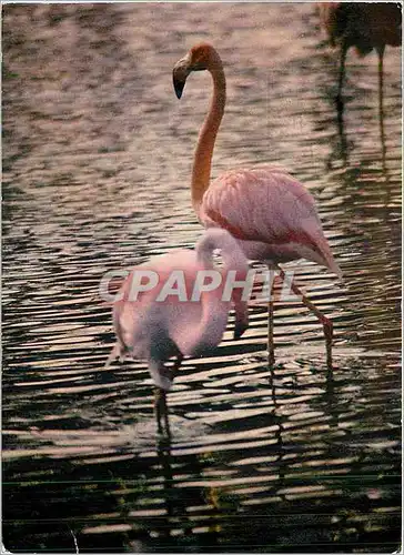 Cartes postales la Camargue Pays de Ciel Bleu et de Mirages Flamants Roses