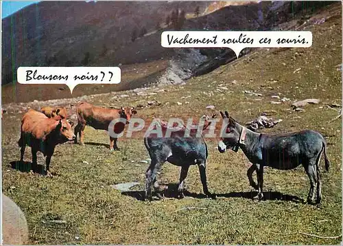 Cartes postales Blousons Noirs Vachement Roulees ces Souris Ane Donkey