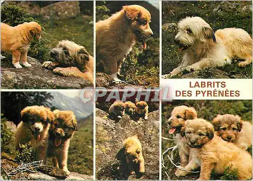 Cartes postales moderne Labrits des Pyrenees Chiens de Bergers Gardiens des Troupeaux