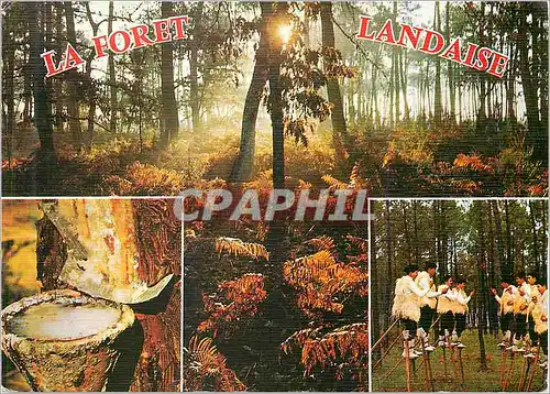 Cartes postales moderne La Lande La Foret Landaise Le Fot de Resine Les echassiers dans la foret