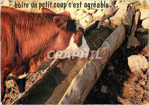 Cartes postales moderne Boire un Petit Coup c'est Agreable Vache