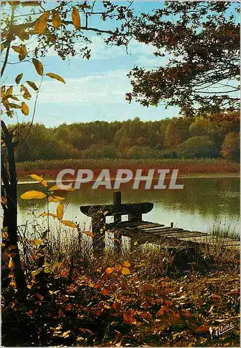 Cartes postales moderne En Sologne Un Etang a l'Automne
