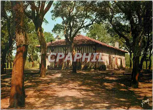 Cartes postales moderne Ferme Landaise Couleurs et Lumiere de France