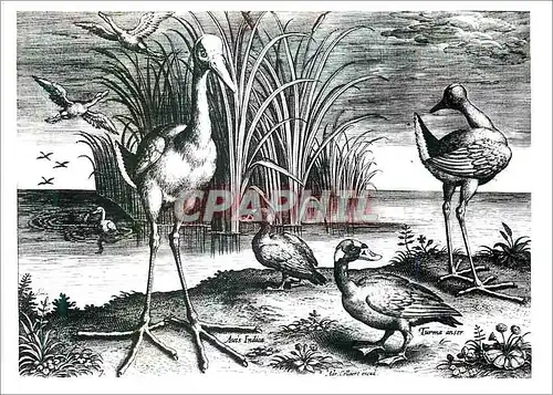 Cartes postales moderne Victoria and Albert Museum Adrian Collaert (1560 1618) Plate from Avium Vivae Icones