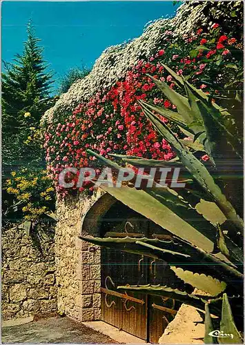 Cartes postales moderne Mougins (Alpes Mar) Un Coin Fleuri
