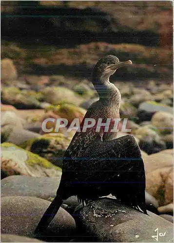 Cartes postales moderne Oiseaux de Bretagne La Bretagne en Couleurs Jeune Cormoran