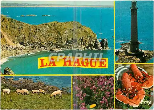 Cartes postales moderne La Hague (Manche) Le Nez de jobourg Le Phare de Goury Les Moutons de Pre Sale Phare