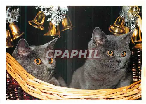 Cartes postales moderne Chats