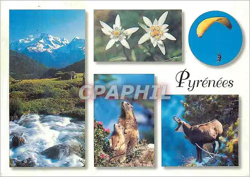 Cartes postales moderne Pyrenees Evasion en Montagne