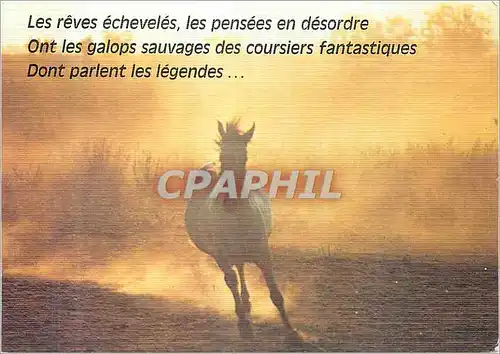Cartes postales moderne Cheval
