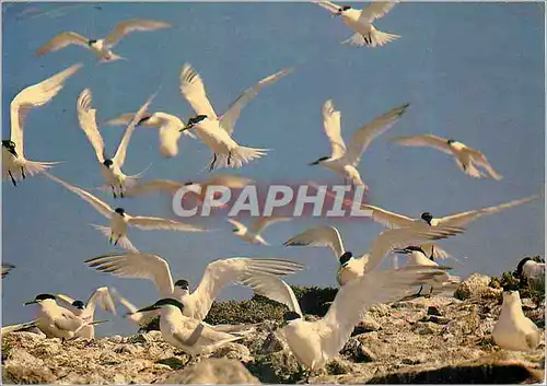 Cartes postales moderne Protection de la nature Sternes Caugek