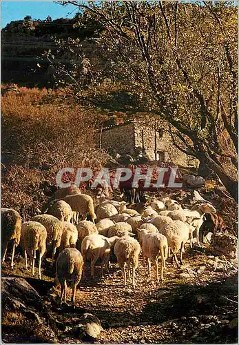 Moderne Karte Les Belles Images de Provence Moutons au Printemps Elevage