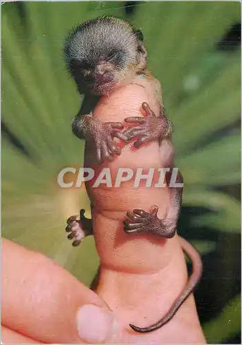 Cartes postales moderne Singes