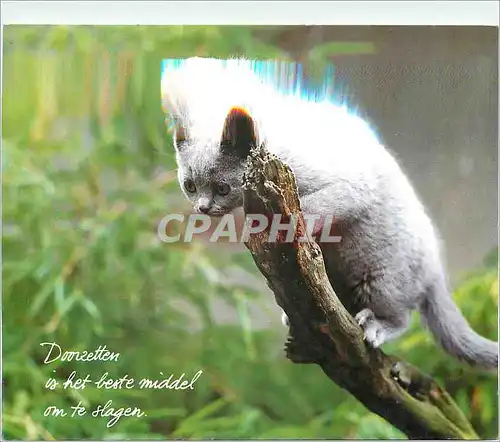 Cartes postales moderne Chat