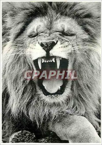 Cartes postales moderne Lion