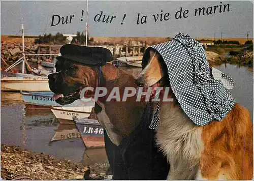 Moderne Karte Chiens