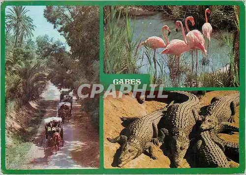 Moderne Karte Tunisie Gabes Crocodiles Flamants roses