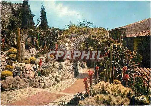 Cartes postales moderne La Cote d'Azur French Riviera Le Jardin Exotique