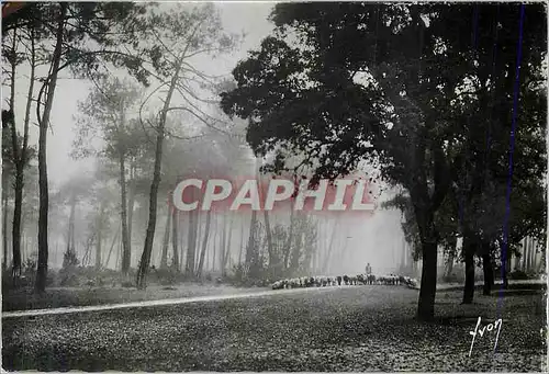 Cartes postales moderne Les Landes de Gascogne Les moutons dans la foret