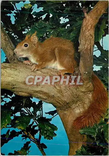 Cartes postales moderne Ecureuil